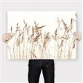 Picture of Wheat in the Wind IV _GroupedProduct_Rectangle_Landscape_Photography _GroupedProduct_Rectangle_Landscape_Canvas_