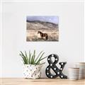 Picture of Lone Horse  _GroupedProduct_Rectangle_Landscape_Photography _GroupedProduct_Rectangle_Landscape_Canvas_