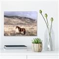 Picture of Lone Horse  _GroupedProduct_Rectangle_Landscape_Photography _GroupedProduct_Rectangle_Landscape_Canvas_