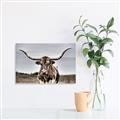 Picture of Longhorn Bull _GroupedProduct_Rectangle_Landscape_Photography _GroupedProduct_Rectangle_Landscape_Canvas_