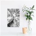 Picture of Look up Birch _GroupedProduct_Rectangle_Portrait_Photography _GroupedProduct_Rectangle_Portrait_Canvas_