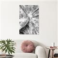 Picture of Look up Birch _GroupedProduct_Rectangle_Portrait_Photography _GroupedProduct_Rectangle_Portrait_Canvas_