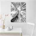 Picture of Look up Birch _GroupedProduct_Rectangle_Portrait_Photography _GroupedProduct_Rectangle_Portrait_Canvas_