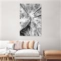 Picture of Look up Birch _GroupedProduct_Rectangle_Portrait_Photography _GroupedProduct_Rectangle_Portrait_Canvas_