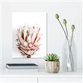 Picture of Soft Protea _GroupedProduct_Rectangle_Portrait_Photography _GroupedProduct_Rectangle_Portrait_Canvas_