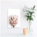 Picture of Soft Protea _GroupedProduct_Rectangle_Portrait_Photography _GroupedProduct_Rectangle_Portrait_Canvas_