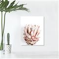 Picture of Soft Protea _GroupedProduct_Rectangle_Portrait_Photography _GroupedProduct_Rectangle_Portrait_Canvas_