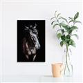 Picture of Stallion _GroupedProduct_Rectangle_Portrait_Photography _GroupedProduct_Rectangle_Portrait_Canvas_