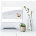 Picture of Winter Stag _GroupedProduct_Rectangle_Landscape_Canvas_