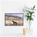 Picture of Lone Horse  _GroupedProduct_Rectangle_Landscape_Photography _GroupedProduct_Rectangle_Landscape_Canvas_Framed_