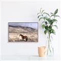 Picture of Lone Horse  _GroupedProduct_Rectangle_Landscape_Photography _GroupedProduct_Rectangle_Landscape_Canvas_Framed_