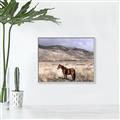 Picture of Lone Horse  _GroupedProduct_Rectangle_Landscape_Photography _GroupedProduct_Rectangle_Landscape_Canvas_Framed_