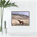Picture of Lone Horse  _GroupedProduct_Rectangle_Landscape_Photography _GroupedProduct_Rectangle_Landscape_Canvas_Framed_