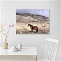 Picture of Lone Horse  _GroupedProduct_Rectangle_Landscape_Photography _GroupedProduct_Rectangle_Landscape_Canvas_Framed_