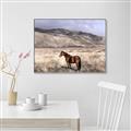 Picture of Lone Horse  _GroupedProduct_Rectangle_Landscape_Photography _GroupedProduct_Rectangle_Landscape_Canvas_Framed_
