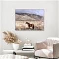 Picture of Lone Horse  _GroupedProduct_Rectangle_Landscape_Photography _GroupedProduct_Rectangle_Landscape_Canvas_Framed_