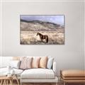 Picture of Lone Horse  _GroupedProduct_Rectangle_Landscape_Photography _GroupedProduct_Rectangle_Landscape_Canvas_Framed_
