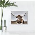 Picture of Longhorn Bull _GroupedProduct_Rectangle_Landscape_Photography _GroupedProduct_Rectangle_Landscape_Canvas_Framed_