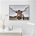 Picture of Longhorn Bull _GroupedProduct_Rectangle_Landscape_Photography _GroupedProduct_Rectangle_Landscape_Canvas_Framed_
