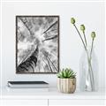 Picture of Look up Birch _GroupedProduct_Rectangle_Portrait_Photography _GroupedProduct_Rectangle_Portrait_Canvas_Framed_