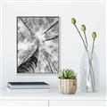Picture of Look up Birch _GroupedProduct_Rectangle_Portrait_Photography _GroupedProduct_Rectangle_Portrait_Canvas_Framed_