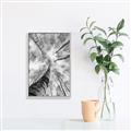 Picture of Look up Birch _GroupedProduct_Rectangle_Portrait_Photography _GroupedProduct_Rectangle_Portrait_Canvas_Framed_