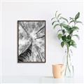 Picture of Look up Birch _GroupedProduct_Rectangle_Portrait_Photography _GroupedProduct_Rectangle_Portrait_Canvas_Framed_