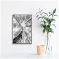 Picture of Look up Birch _GroupedProduct_Rectangle_Portrait_Photography _GroupedProduct_Rectangle_Portrait_Canvas_Framed_