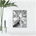 Picture of Look up Birch _GroupedProduct_Rectangle_Portrait_Photography _GroupedProduct_Rectangle_Portrait_Canvas_Framed_