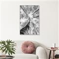 Picture of Look up Birch _GroupedProduct_Rectangle_Portrait_Photography _GroupedProduct_Rectangle_Portrait_Canvas_Framed_