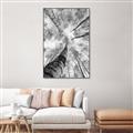 Picture of Look up Birch _GroupedProduct_Rectangle_Portrait_Photography _GroupedProduct_Rectangle_Portrait_Canvas_Framed_