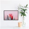Picture of Mid Bloom _GroupedProduct_Rectangle_Landscape_Photography _GroupedProduct_Rectangle_Landscape_Canvas_Framed_