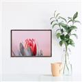 Picture of Mid Bloom _GroupedProduct_Rectangle_Landscape_Photography _GroupedProduct_Rectangle_Landscape_Canvas_Framed_