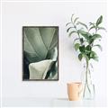 Picture of Sage Leaves  _GroupedProduct_Rectangle_Portrait_Photography _GroupedProduct_Rectangle_Portrait_Canvas_Framed_