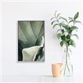 Picture of Sage Leaves  _GroupedProduct_Rectangle_Portrait_Photography _GroupedProduct_Rectangle_Portrait_Canvas_Framed_