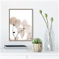 Picture of Sepia Botanic _GroupedProduct_Rectangle_Portrait_Photography _GroupedProduct_Rectangle_Portrait_Canvas_Framed_