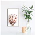 Picture of Soft Protea _GroupedProduct_Rectangle_Portrait_Photography _GroupedProduct_Rectangle_Portrait_Canvas_Framed_