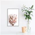 Picture of Soft Protea _GroupedProduct_Rectangle_Portrait_Photography _GroupedProduct_Rectangle_Portrait_Canvas_Framed_