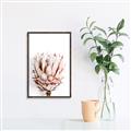 Picture of Soft Protea _GroupedProduct_Rectangle_Portrait_Photography _GroupedProduct_Rectangle_Portrait_Canvas_Framed_