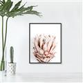 Picture of Soft Protea _GroupedProduct_Rectangle_Portrait_Photography _GroupedProduct_Rectangle_Portrait_Canvas_Framed_
