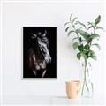 Picture of Stallion _GroupedProduct_Rectangle_Portrait_Photography _GroupedProduct_Rectangle_Portrait_Canvas_Framed_