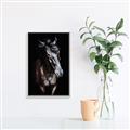 Picture of Stallion _GroupedProduct_Rectangle_Portrait_Photography _GroupedProduct_Rectangle_Portrait_Canvas_Framed_