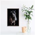Picture of Stallion _GroupedProduct_Rectangle_Portrait_Photography _GroupedProduct_Rectangle_Portrait_Canvas_Framed_