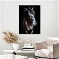 Picture of Stallion _GroupedProduct_Rectangle_Portrait_Photography _GroupedProduct_Rectangle_Portrait_Canvas_Framed_