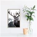 Picture of The Winter Deer _GroupedProduct_Rectangle_Portrait_Photography _GroupedProduct_Rectangle_Portrait_Canvas_Framed_