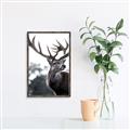 Picture of The Winter Deer _GroupedProduct_Rectangle_Portrait_Photography _GroupedProduct_Rectangle_Portrait_Canvas_Framed_