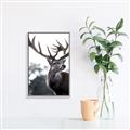 Picture of The Winter Deer _GroupedProduct_Rectangle_Portrait_Photography _GroupedProduct_Rectangle_Portrait_Canvas_Framed_