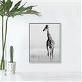 Picture of Through the Grass _GroupedProduct_Rectangle_Portrait_Photography _GroupedProduct_Rectangle_Portrait_Canvas_Framed_