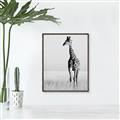 Picture of Through the Grass _GroupedProduct_Rectangle_Portrait_Photography _GroupedProduct_Rectangle_Portrait_Canvas_Framed_