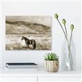 Picture of Lone Horse  _GroupedProduct_Rectangle_Landscape_Photography _GroupedProduct_Rectangle_Landscape_Unframed_Print_Only_